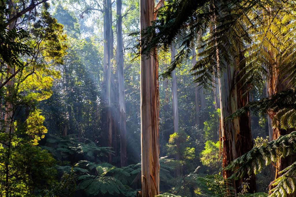 L'oiseau-lyre est endémique du continent australien. Il apprécie les forêts denses et humides. © Greg Brave, Adobe Stock