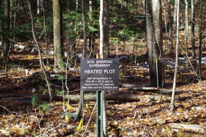 Le sol de la forêt de Harvard, dans le Massachusetts, sert à une expérience visant à comprendre l'impact du réchauffement à long terme. © Jeff Blanchard