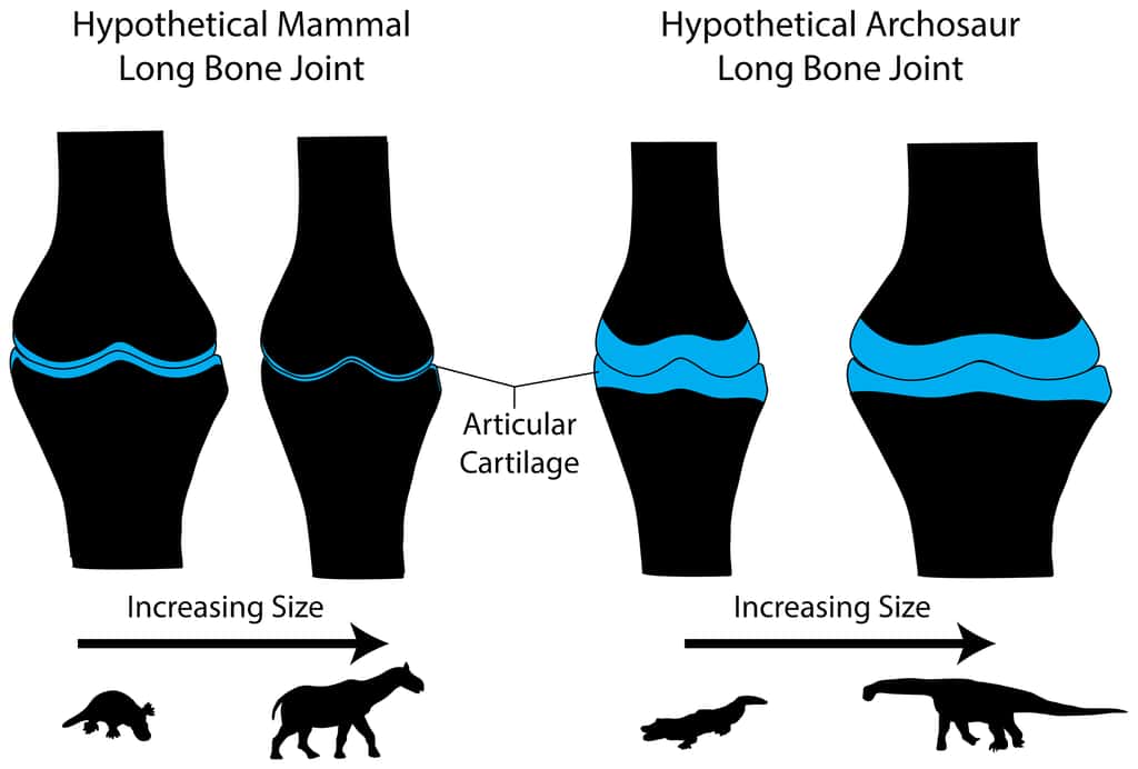 Représentation schématique des articulations unissant les os longs chez les mammifères (<em>Mammal </em>; à gauche) et les archosaures (<em>Archosaur </em>; à droite), en fonction de l’hypothétique taille de leurs propriétaires (<em>Increasing Size</em>). Le noir correspond à de l'os et le bleu à du cartilage (<em>Articular Cartilage</em>). La différence entre les deux groupes est notable. Les grands sauropodes ont de meilleurs amortisseurs. © Matthew Bonnan <em>et al.</em>, 2013, <em>Plos One</em>
