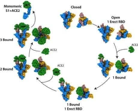 Les changements de structure de la protéine S (la structure bleue, jaune et rose) lorsque ACE2 (en vert) se fixe. © Donald J. Benton, et al., <em>Nature</em>