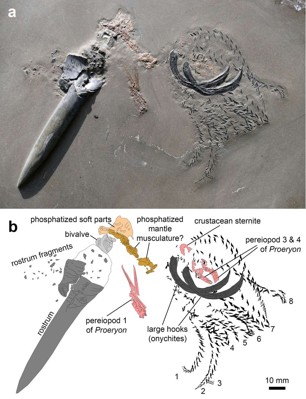 Les fossiles du crustacé et de la bélemnite emprisonnés dans les sédiments. © Christian Klug et al., <em>Swiss Journal of Paleotonlogy</em>