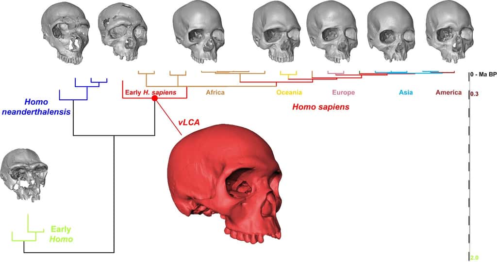Arbre représentant les 29 populations humaines étudiées, fossiles et actuelles. Les crânes gris sont tirés de l’échantillon utilisé pour reconstruire celui de l’ancêtre virtuel (en rouge). De gauche à droite : KNM-ER 3733 (<em>H. ergaster</em>), La Ferrassie (<em>H. neanderthalensis</em>), Qafzeh 6 (<em>H. sapiens</em> fossile), Kh-1739 (Afrique du sud, Khoikhoi), AUS001 (Australie), Eu.34.4.1 (Hongrie), EAS-ORSA0427 (Chine) et NA82 (Huron, Canada). © Aurélien Mounier, CNRS/MNHN