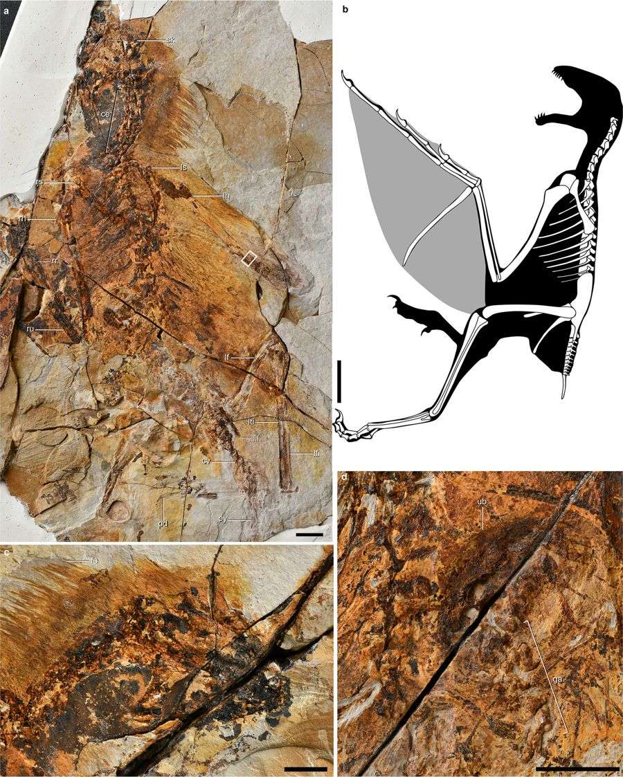 a, b et d : photos du fossile de <em>Ambopteryx longibrachium</em> retrouvé près de la ville de Lingyuan, en Chine. d : gros plan sur l’estomac fossilisé du petit dinosaure. b : reconstitution de l’animal fossilisé depuis plus de 160 millions d’années. © Min Wang, Jingmai K. O'Connor, Xing Xu & Zhonghe Zhou, <em>Nature</em>