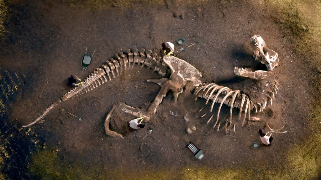 Le nombre de fossiles de tyrannosaures retrouvé n'est de loin pas représentatif du nombre d'individus ayant vécu sur Terre. © trafa, Adobe Stock