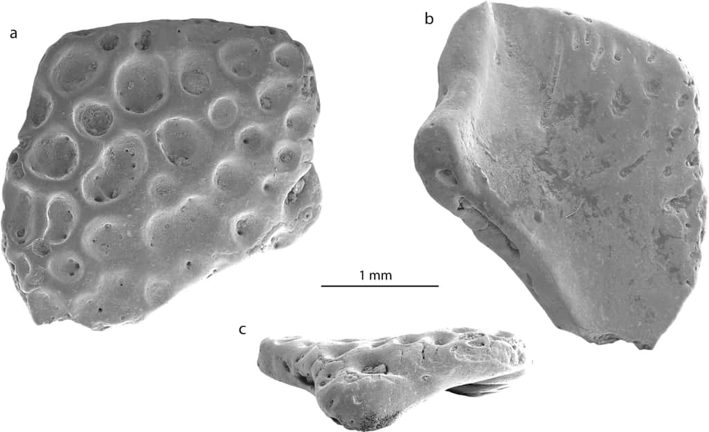 Un fragment d'os du crâne de la grenouille des îles Seymour. Vue dorsale (a), vue ventrale (b) et latérale (c). © Mörs et al. <em>Scientific Reports</em>