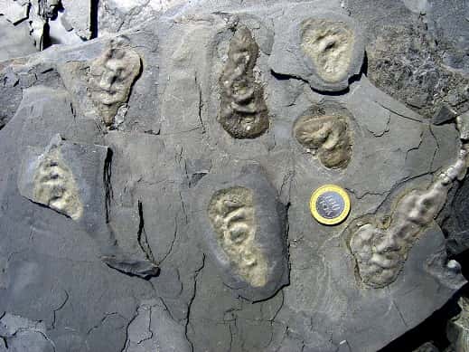 Ces fossiles sont ceux d'êtres pluricellulaires qui ont vécu voici deux milliards d'années. Plus de 500 individus ont été récoltés à ce jour. Certains ne font que 1 cm de long, tandis que d'autres atteignent 25 cm. © Abderrazak El Albani 