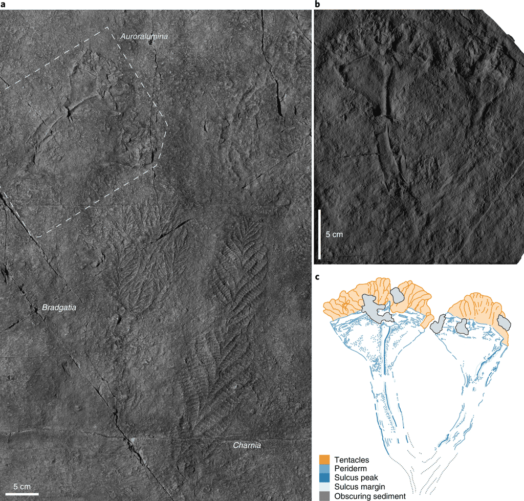 <em>Auroralumina attenborough</em> a été découvert imprimé dans la pierre. En b, se trouve un zoom sur le fossile, et en c, une reconstitution effectuée par les chercheurs. © Dunn, F.S., Kenchington, C.G., Parry, L.A. et <em>al.</em>