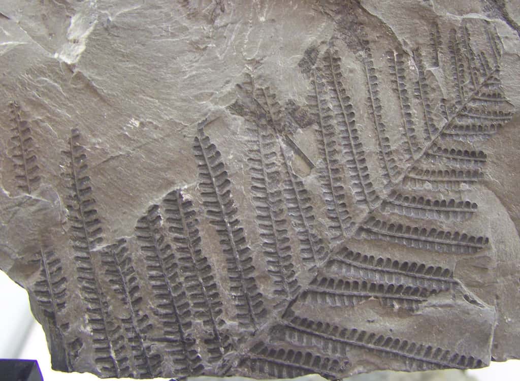 Feuille fossile de la fougère <em>Pecopteris arborescens</em> du Carbonifère supérieur. La feuille mesure env. 25 cm de large. Collection de l'Université d'Utrecht. © Woudloper, Domaine public, <em>Wikimedia Commons</em>