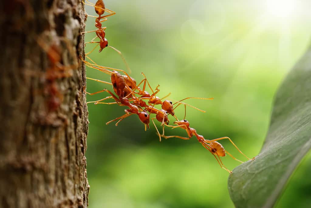 La fourmi de feu est envahissante et extrêmement agressive, au point de s'attaquer (en groupe) à toutes sortes d'animaux, menaçant le fragile équilibre écologique du territoire. © surasak, Adobe Stock
