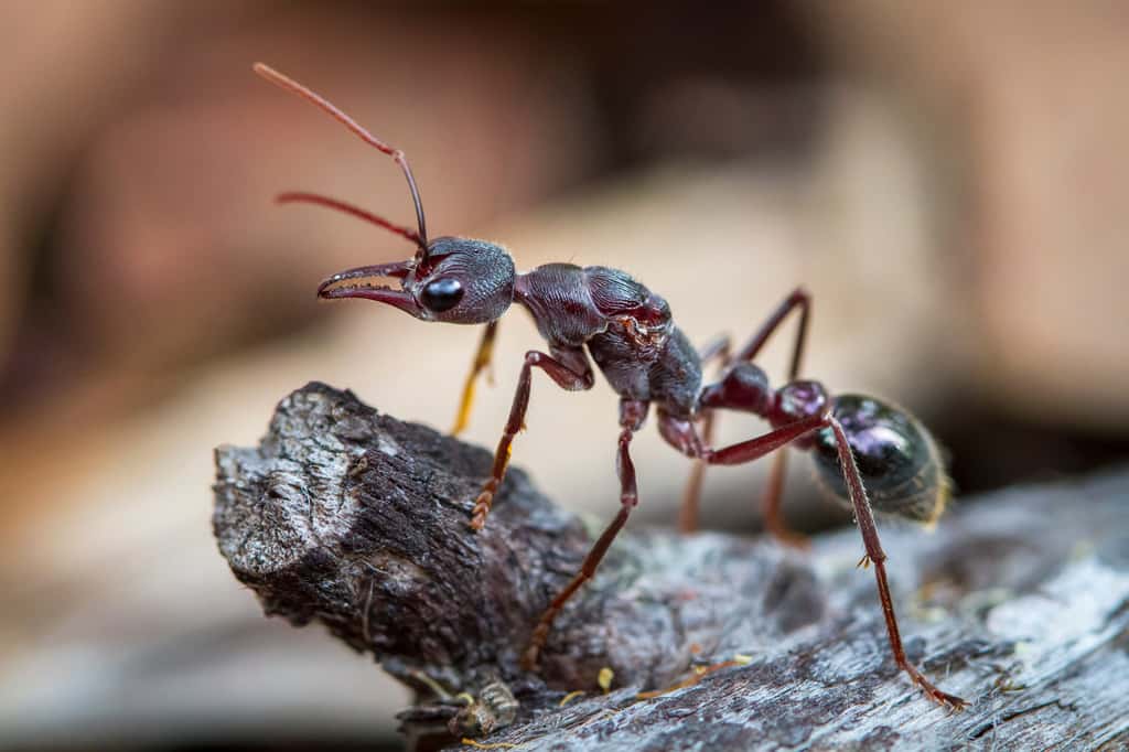 Les fourmis taureaux, <em>Myrmecia midas,</em> ajustent leur orientation en réponse à des rotations de la lumière polarisée, intégrées à leur système de navigation interne. © Kevin, Adobe Stock