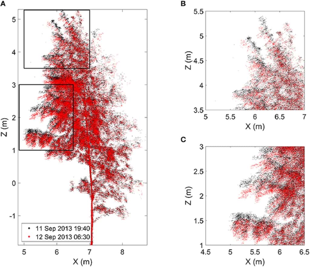 Évolution de la position de différents points pris sur l’arbre finlandais le soir (en noir) et le lendemain matin (en rouge). À droite, zooms sur le haut (B) et le bas (C) de la cime. © Puttonen <em>et al.</em> 2016, <em>Frontiers in Plant Science.</em>