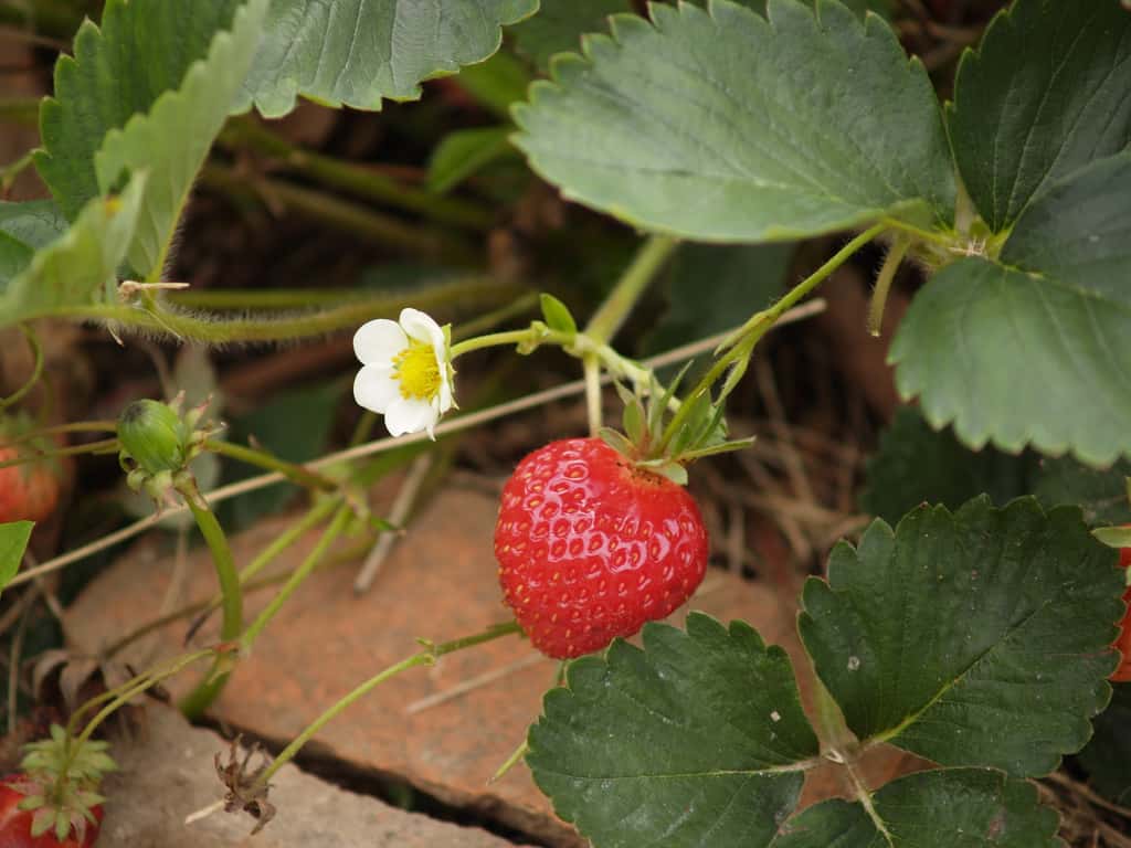 Panachez les variétés pour avoir des fraises de mai aux premières gelées. © CarolineR, Adobe Stock