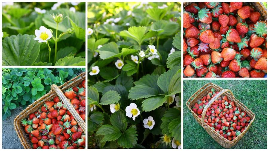 Une fraiseraie bien entretenue garantit de belles fraises. © Patryssia, Adobe Stock