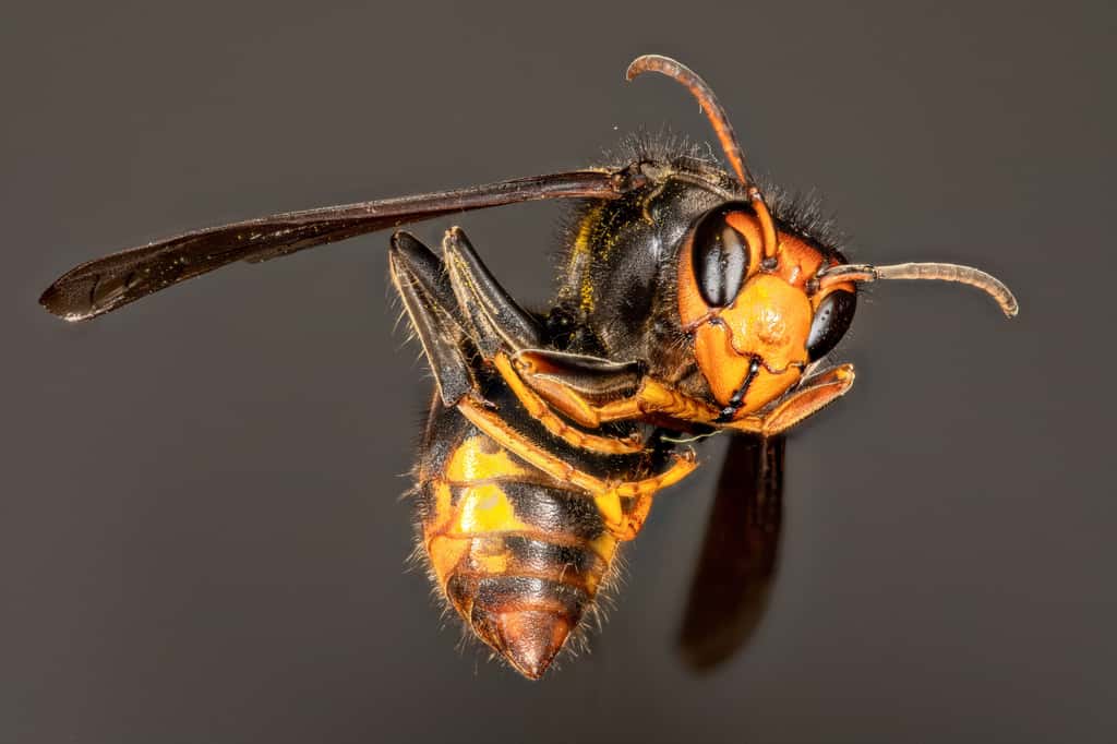 La présence insistante et parfois nombreuse du frelon asiatique devant les ruches stresse les abeilles et réduit leurs sorties, ce qui impacte les récoltes. En Asie, l'espèce butineuse locale <em>A. cerana</em> se défend efficacement en formant une boule d'ouvrières autour du frelon et en faisant monter la température jusqu'à 45 °C grâce à la contraction des muscles de leurs ailes, elles le tuent ! © Jgd.Cannes, Adobe Stock