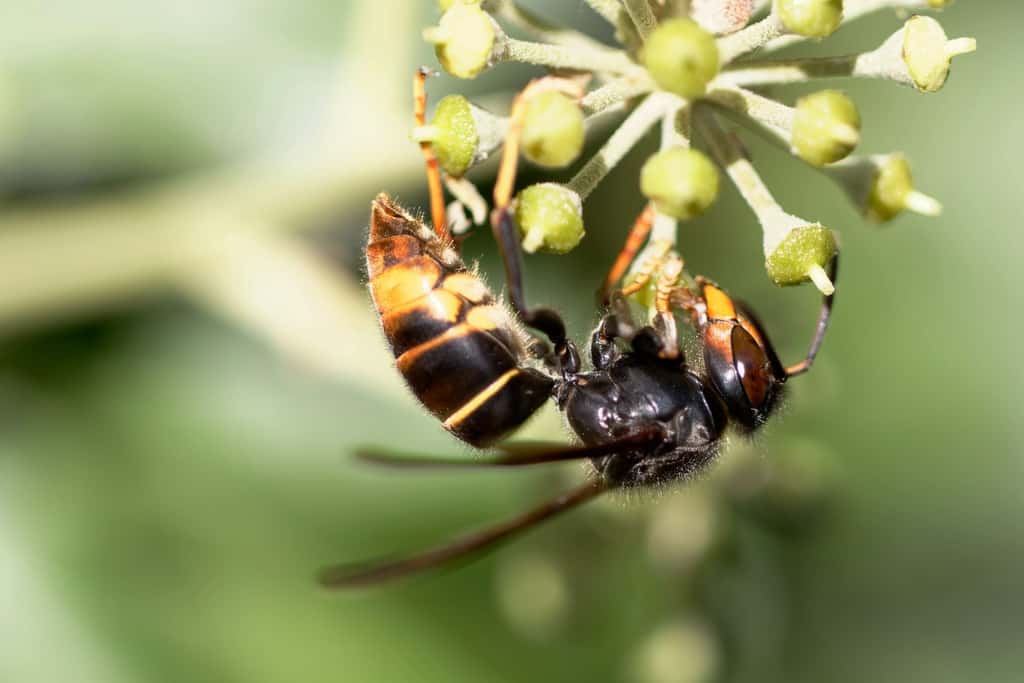 Certaines piqûres, en particulier, celles du frelon, peuvent provoquer des graves réactions chez les personnes allergiques. © DKetih, shutterstock.com