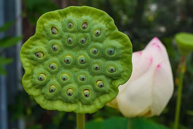 La vision du faux fruit du Lotus, qui comporte des petites graines enchâssées dans des cavités, peut déclencher une tryphobie. © Isiwal, <em>Wikimédia Commons,</em> CC by-sa 3.0