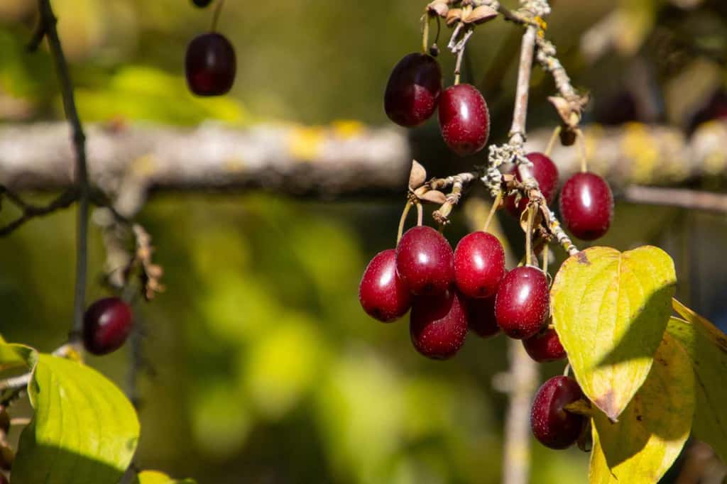 La cornouille, ce fruit s'apparente à une grosse olive rouge ! © Robert Knapp, Adobe Stock