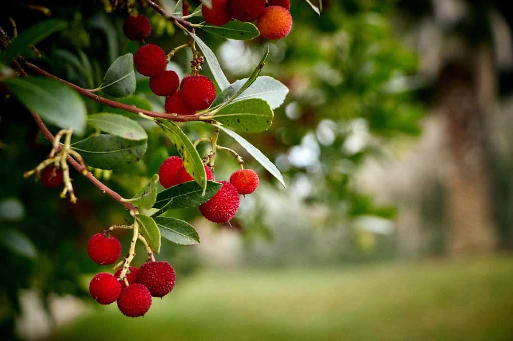 La gourmandise ultime ? Picorer les arbouses sur leur arbre, mais attention au transit ! © FELGUERA, Adobe Stock