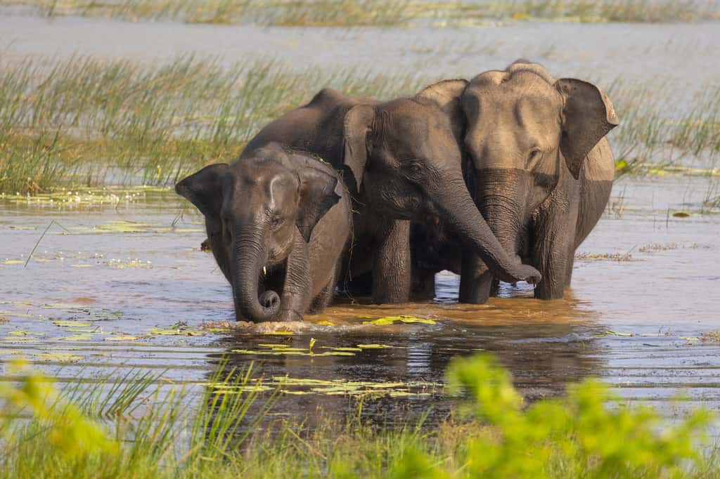 Le Sri Lanka est célèbre pour ses parc nationaux, notamment le parc Yala où vous pourrez observer des éléphants. ©hyserb, Adobe.