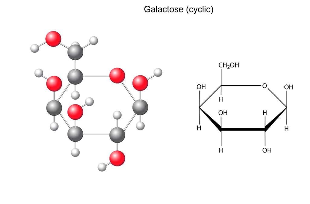 La molécule du galactose sous forme cyclique. © logos2012, Fotolia