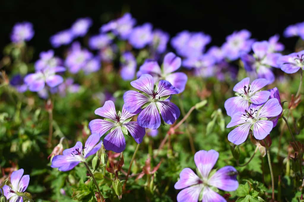 Géranium vivace à fleurs violettes et veinées. © Naturfarben, Adobe Stock