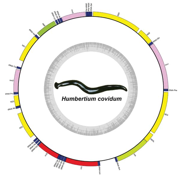 Le génome mitochondrial de la nouvelle espèce Humbertium covidum. © Justine et <em>coll.</em>, 2022
