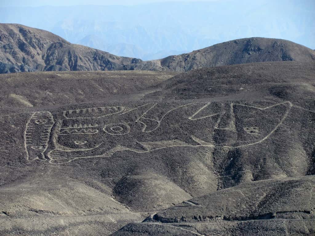 Redécouvert en novembre 2017, un grand géoglyphe représentant une orque et daté d’environ 2.000 ans. © Johny Isla Cuadrado, <em>Peruvian Ministry of Culture, German Archaeological Institute</em>