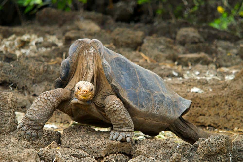 Malgré son apparence massive, George la tortue géante ne pesait que 90 kg. Sa carapace mesurait 102 cm de long. Les analyses génétiques visant à retrouver d'autres membres de son espèce étaient déjà en cours au moment de sa mort. © Chelonian Research Foudation
