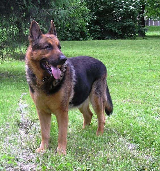 Les grands chiens, comme le berger allemand, pourraient servir à un essai testant l’effet de la rapamycine sur l’espérance de vie.  © Aksel07, Wikimedia Commons, DP