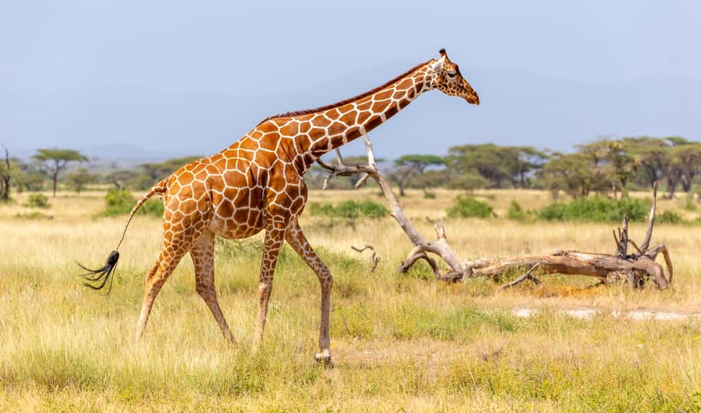 La girafe, un animal hors norme. © 25ehaag6, Adobe Stock