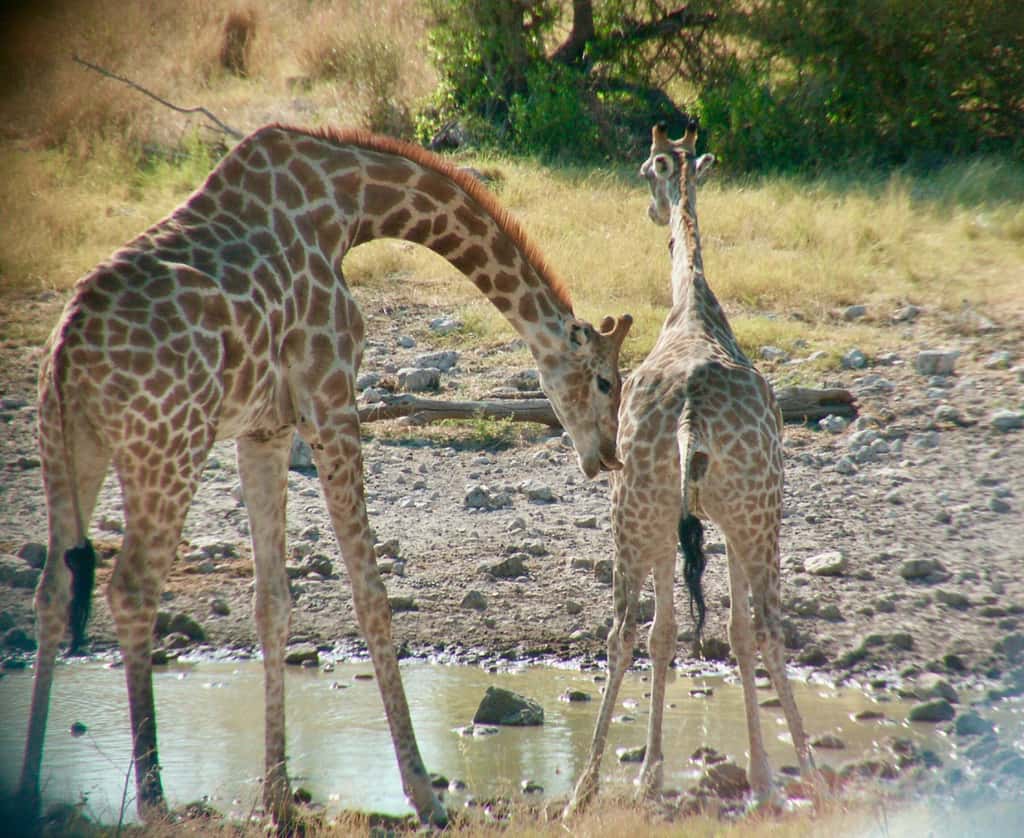 Une girafe mâle commence le comportement de flehmen, c'est-à-dire à retrousser les lèvres, lorsque la femelle commence à uriner. © Lynette Hart, UC Davis