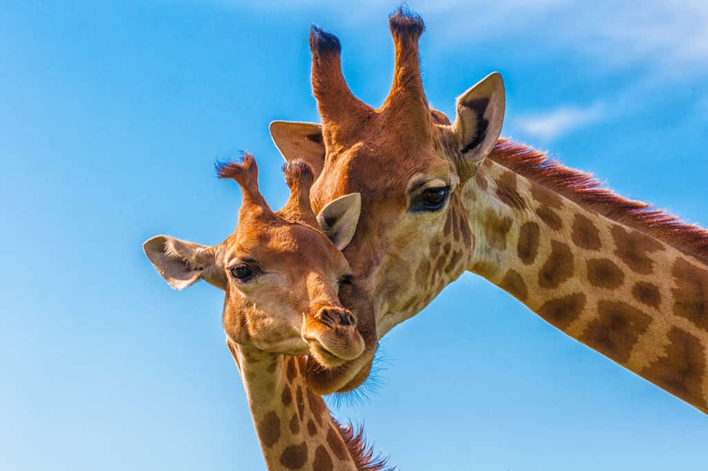 Le bébé girafe, ou girafon, mesure déjà 2 mètres de haut à sa naissance et sait tenir sur ses pattes au bout d'une heure. © Andreas, Adobe Stock