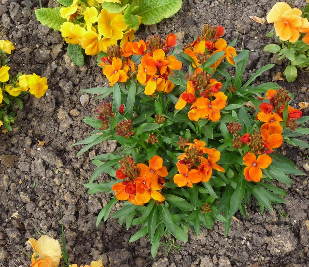 Massif en camaïeu fleuri de giroflées orange, pensées et primevères jaunes. © S.Chaillot