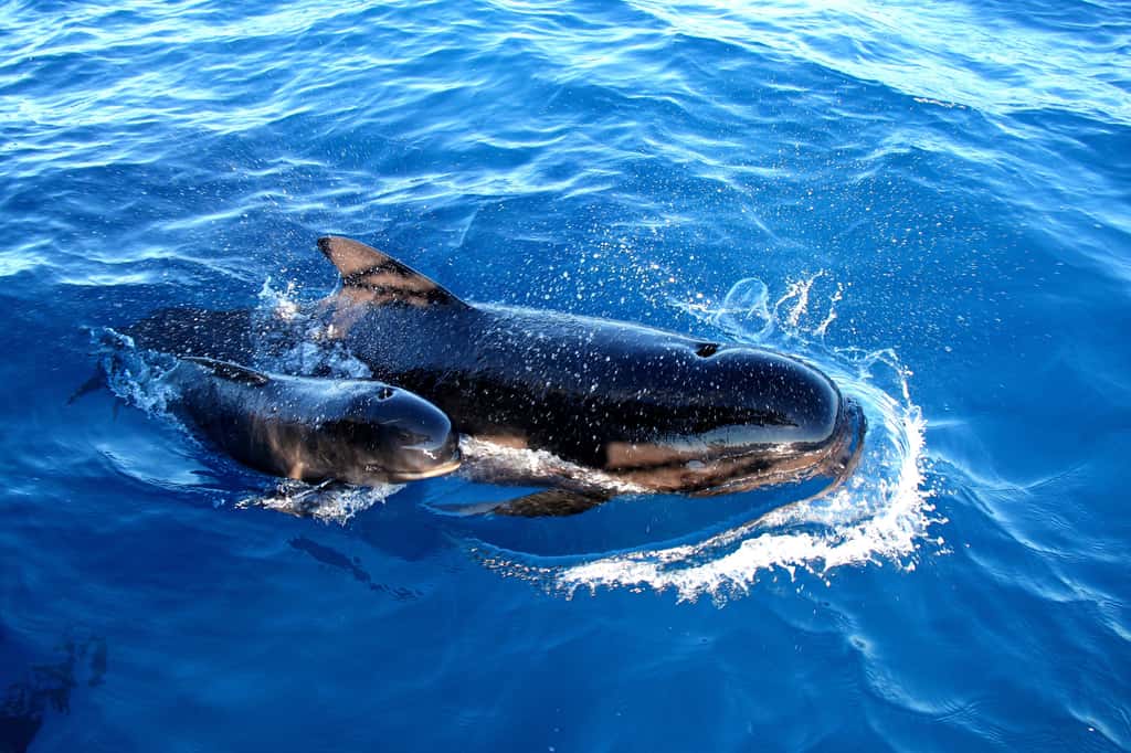 Deux globicéphales noirs en mer Méditerranée. © ImagesNomades, Adobe Stock