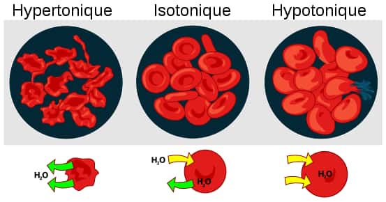Hémolyse et plasmolyse des globules rouges selon la concentration du milieu extracellulaire. © LadyofHats, Wikipedia Commons, CC0