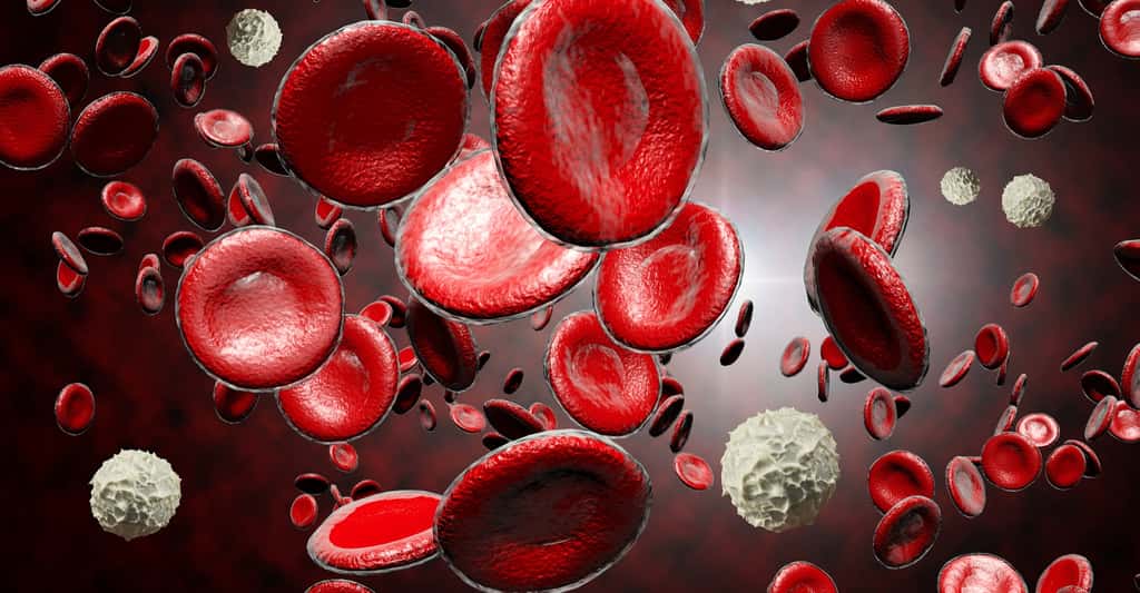 Les cellules souches du cordon permettent de produire globules rouges, globules blancs et plaquettes. © Ezume Images, Shutterstock