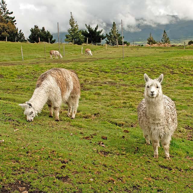 Lamas dans le parc national du Cotopaxi, en Équateur. © Whirling Phoenix, Flickr, cc by nc nd 2.0