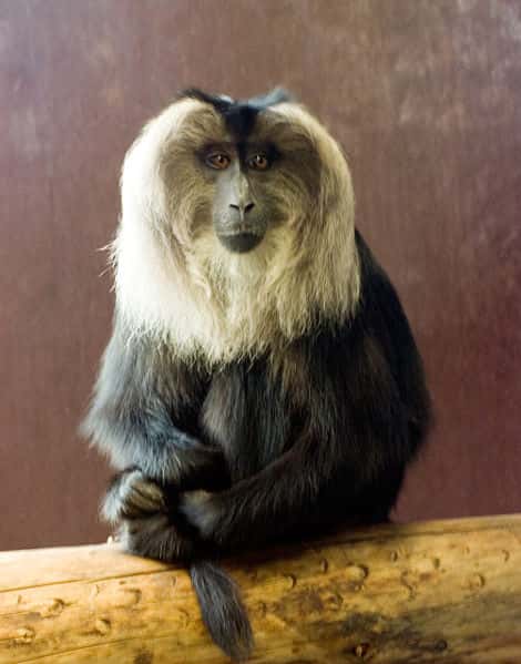 Photo d'un macaque à queue de lion. © Chris huh, GNU FDL Version 1.2