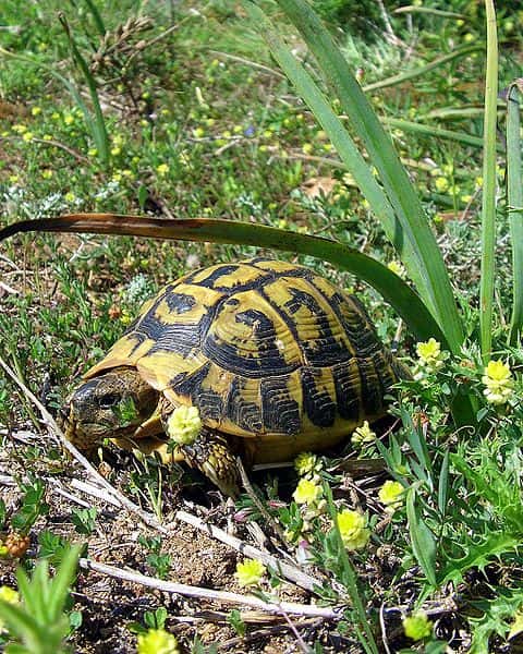 La tortue d'Hermann est la seule tortue terrestre vivant en France. © Orchi, Wikipédia, GNU 1.2