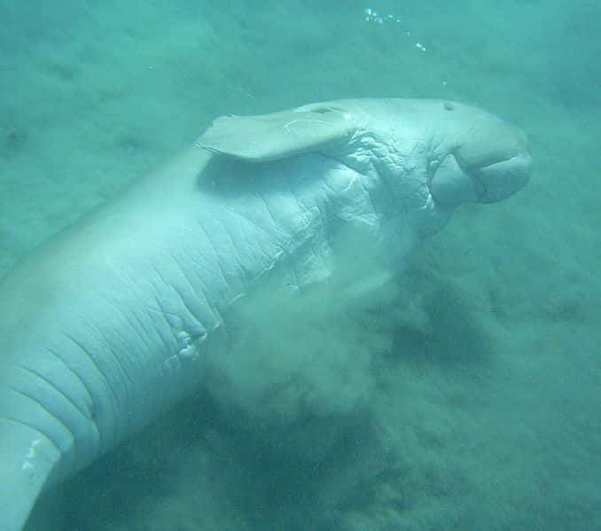 Les dugongs vivent en eaux peu profondes, et sont très vulnérables à la dégradation des milieux côtiers. © Alberto Scarani, GNU FDL version 1.2