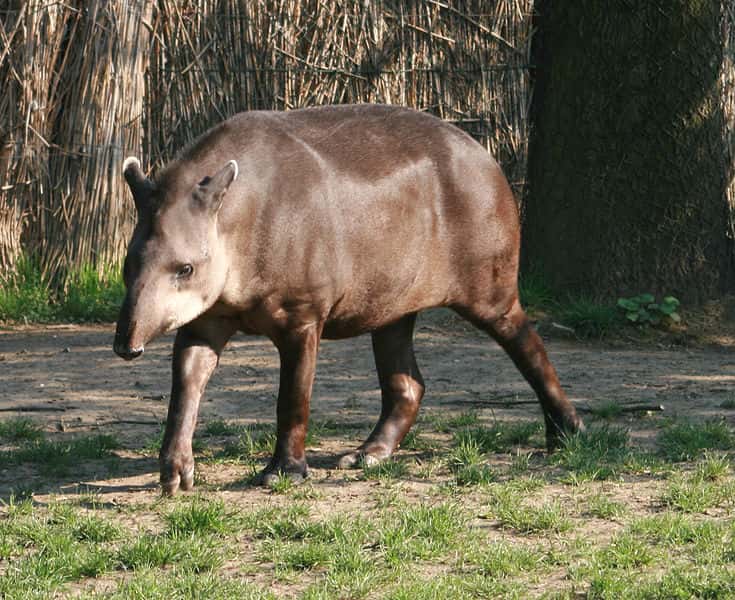 Tapir du Brésil au zoo de Prague. © Karelj, Wikipédia, DP
