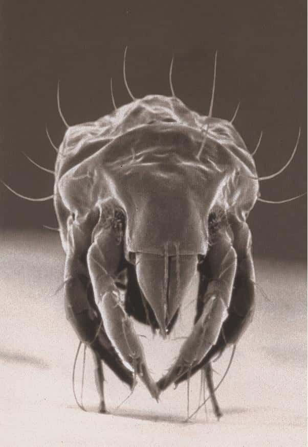 Un ciron observé au microscope électronique. © oocities.com