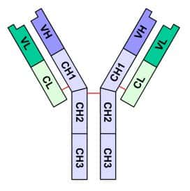 Une immunoglobuline E se compose de deux chaînes lourdes (CH1 à CH3) et de deux chaînes légères (CL), reliées entre elles. À leur extrémité, elles présentent une région variable (VL et VH), permettant à l'ensemble des anticorps produits d'avoir une affinité pour un très grand nombre d'antigènes. © Yohan, Wikipédia, GNU