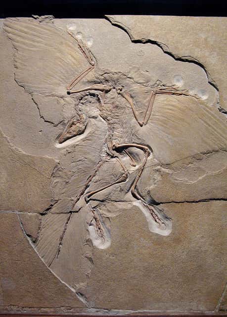 Archaeopteryx © Paula Moya, CC by-nc-nd 2.0