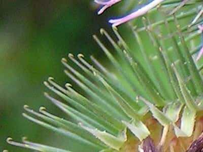 Les fruits de la bardane (Arctium Lappa) possèdent des aiguillons terminés par des crochets. Ceux-ci sont utilisés pour s'accrocher au pelage des animaux, on parle donc de zoochorie. © Pethan, Wikimedia Commons, CC by-sa 3.0