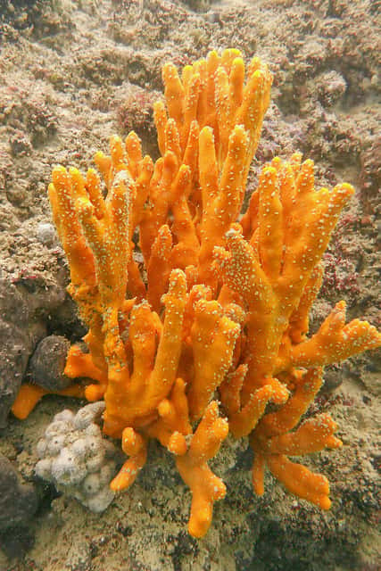 Axinella polypoides est une espèce d'éponge emblématique de l'étage circalittoral méditerranéen. © tiziano.ciccone, Flickr, CC by-nd 2.0