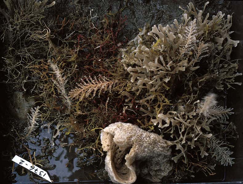 Communauté d’organismes benthiques : algues, bryozoaires, éponges, ophiures, etc. © Hannes Grobe/AWI, Wikimedia CC by 3.0