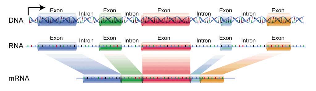 Lors de l’épissage, les introns sont éliminés de l’ARNm mature. © <em>National Human Genome Research Institute</em>