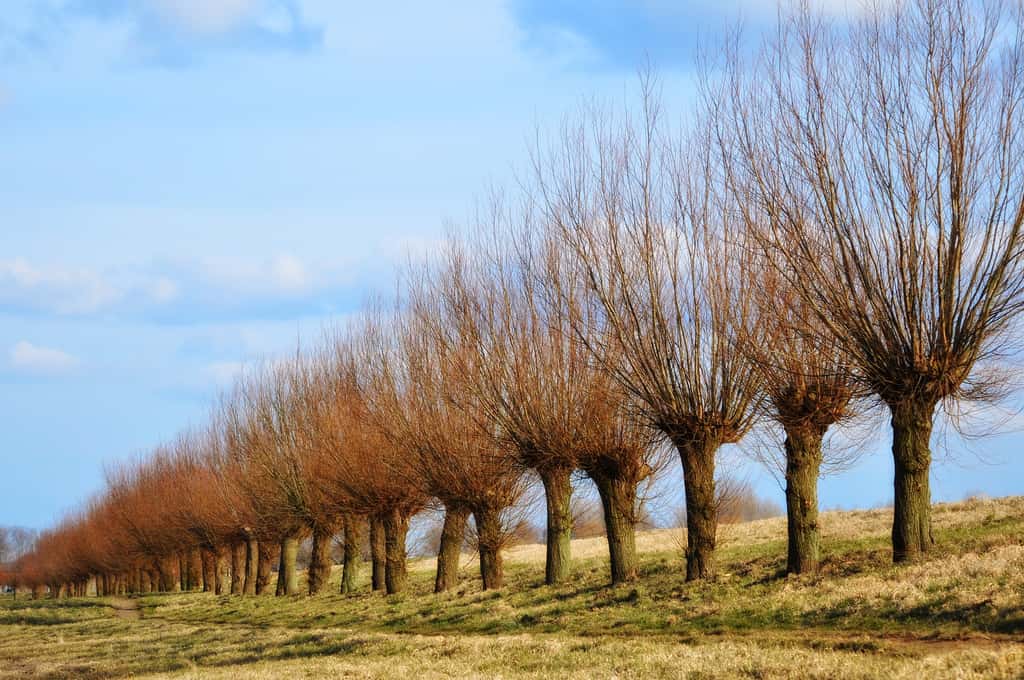 L’arbre têtard ou trogne fait partie du paysage typique de nos campagnes. © MabelAmber, Pixabay
