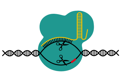 Grâce à une protéase couplée à un ARN guide, le système Crispr-Cas9 est capable de couper des morceaux d'ADN choisis dans les cellules. © <em>DataBase Center for Life Science</em>